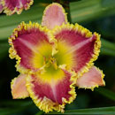Bedazzled Daylily
