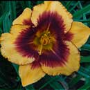 Chain Energy Daylily