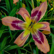 Chaotic Results Daylily