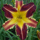 Dangerous Expectations Daylily