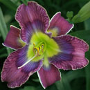 Doctor Who Daylily