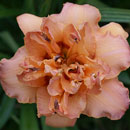 Double Whirlwind Daylily