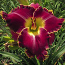 FREEDOM FIGHTER Daylily