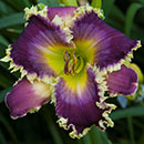 Fangs To You Daylily