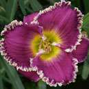Forbidden Territory Daylily