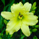 Heavenly Angel Parade Daylily