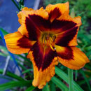 Heavenly Bengal Tiger Daylily
