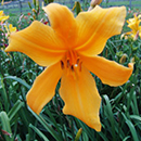 Heavenly Blast to the Past Daylily 