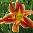 Heavenly Fire and Ice Daylily