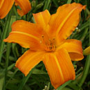 Heavenly Flash Fires Daylily