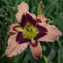Heavenly Ginger Snap Daylily