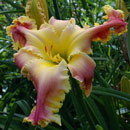 Heavenly New Frontiers Daylily