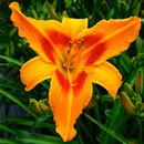 Heavenly Orange Scorcher Daylily