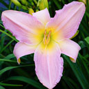 Heavenly Pink Bliss Daylily