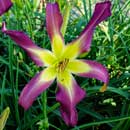 Heavenly Prince Of Hearts Daylily