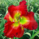 Heavenly Queen of Sheba Daylily