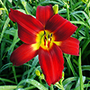 Heavenly Red Soldier Daylily