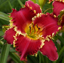 Hooked On You Daylily
