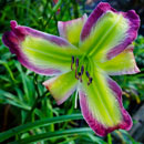 How-Beautiful You Are Daylily