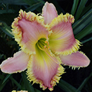 Hungry Hungry Hippo Daylily