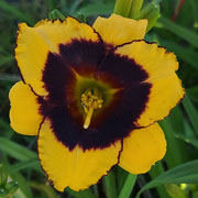 I Love Bumblebees Daylily