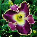 I See How You Look At Me Daylily