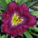 Imperial Order Daylily