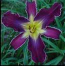 Increased Complexity Daylily