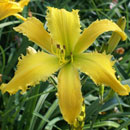 It's Miller Time Daylily
