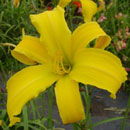 Jack And The Beanstalk Daylily