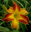 Jaws Of Life Daylily