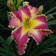 King of Beasts Daylily