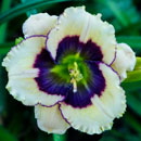 Lime Blueberry Cream Daylily