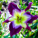 Moon Racer  Daylily
