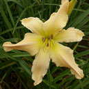 Mr Obvious Daylily