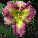 Noticing You Noticing Me Daylily
