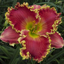ONE MORE BITE Daylily