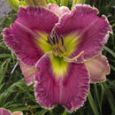 OVERFLOWING LOVE Daylily