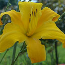 One Above You Daylily