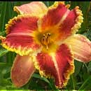 Order or Chaos Daylily