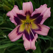 Pink-Browed Rosefinch Daylily