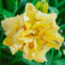 Popcorn at the Movies Daylily