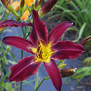 Rainbow Butterfly Daylily