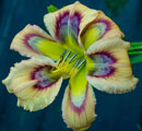 Rainbow Flower Daylily