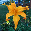Reach for the Heavens Daylily