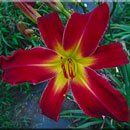 Red Fascination Daylily