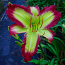 Red River Dancer Daylily