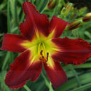 Red Tailed Hawk Daylily
