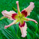 Reindeer Games Daylily
