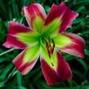 Ring of Magnetism Daylily